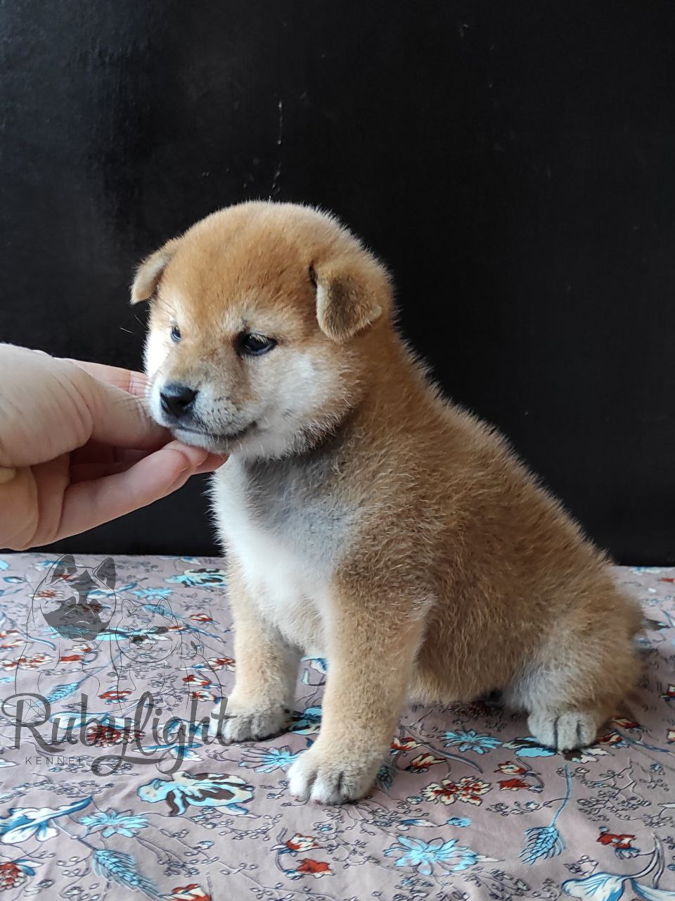 сиба питомник Рубилайт щенки на продажу rubylight  сиба щенки купить Шиба сиба-ину