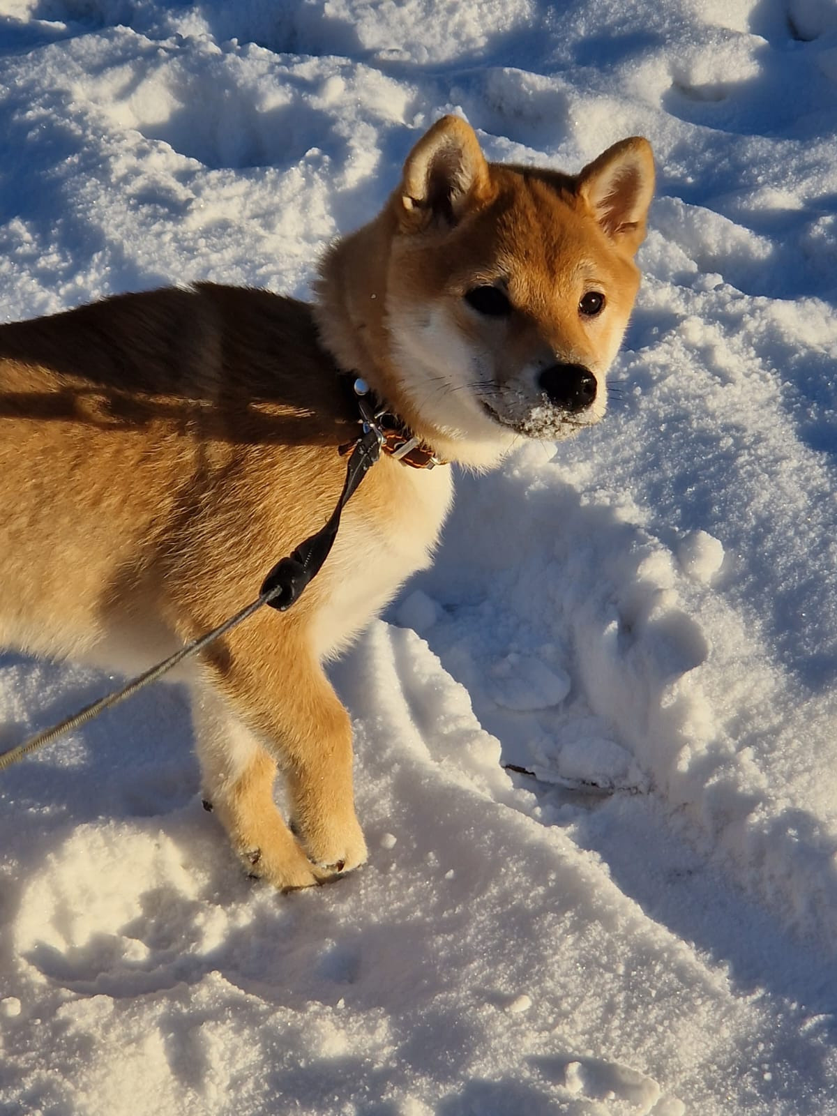 RUBYLIGHT Rika сиба питомник Рубилайт 