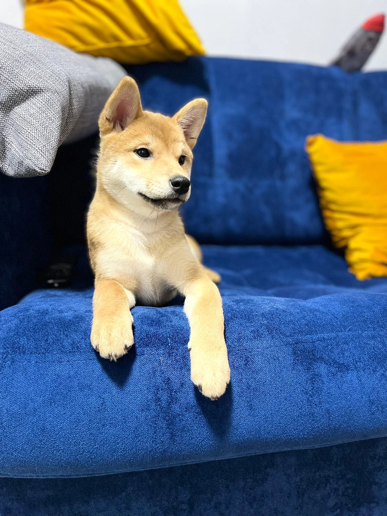 сиба питомник Рубилайт щенки на продажу rubylight  сиба щенки купить