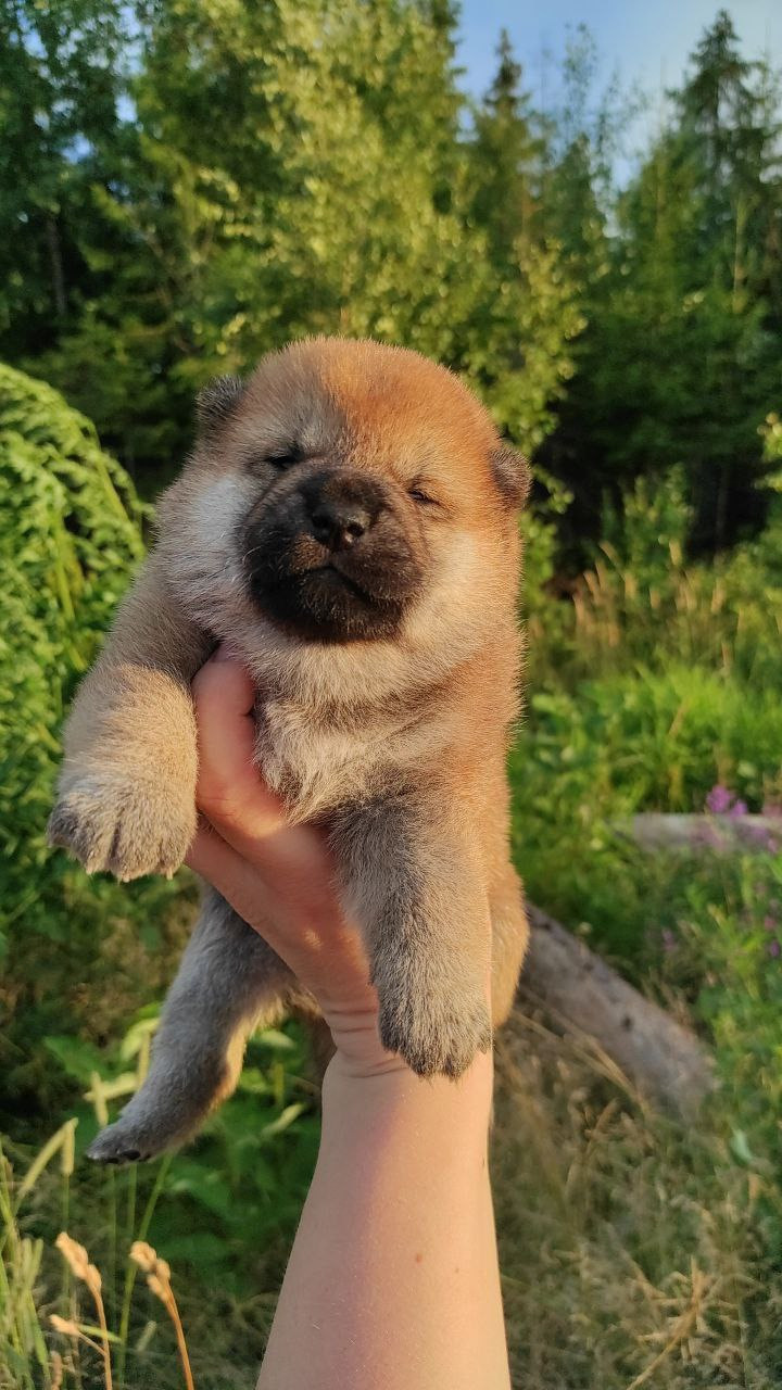 Сиба Rubylight Qiwi питомник Рубилайт 