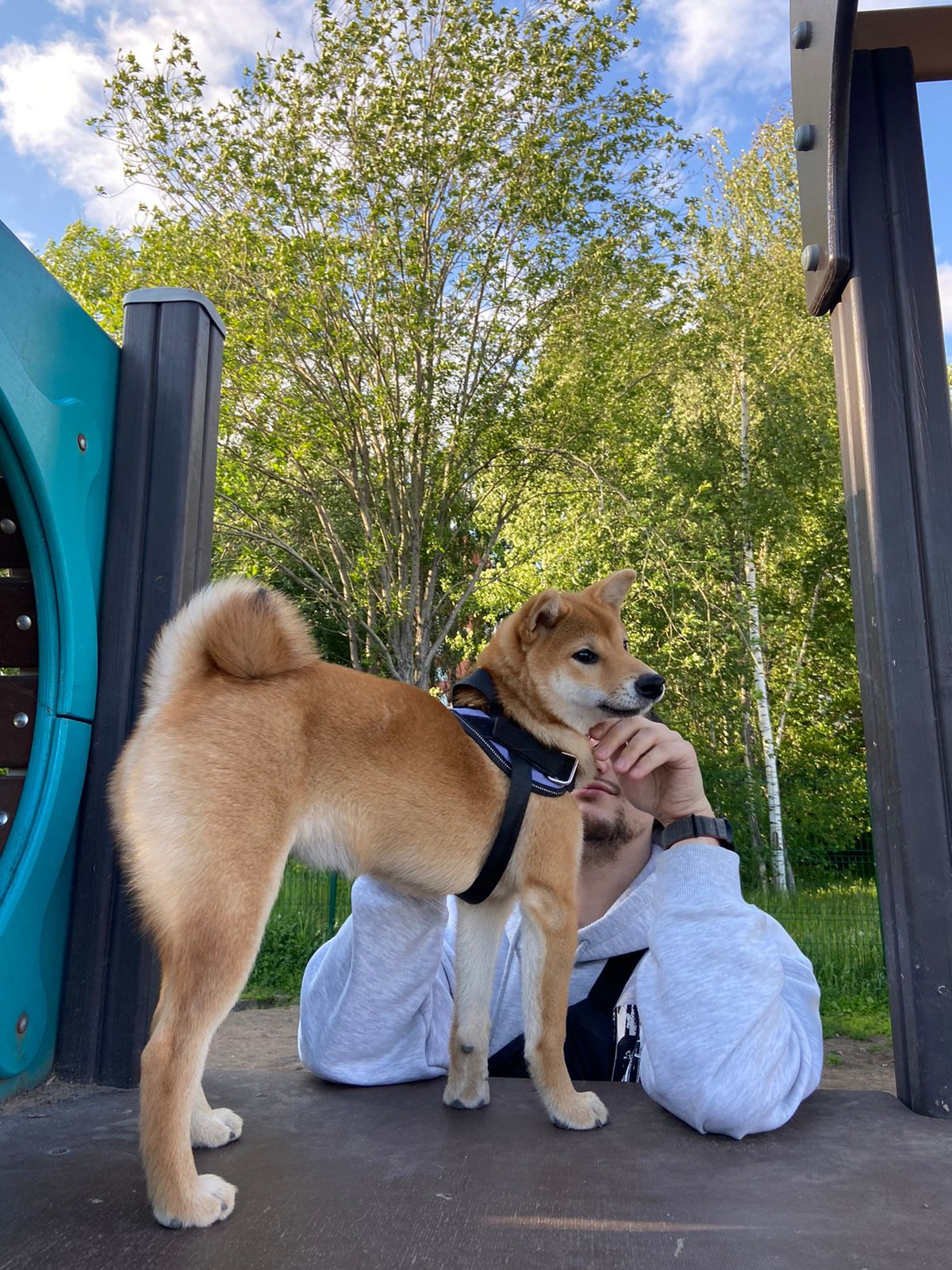 сиба питомник Рубилайт щенки на продажу rubylight  сиба щенки купить