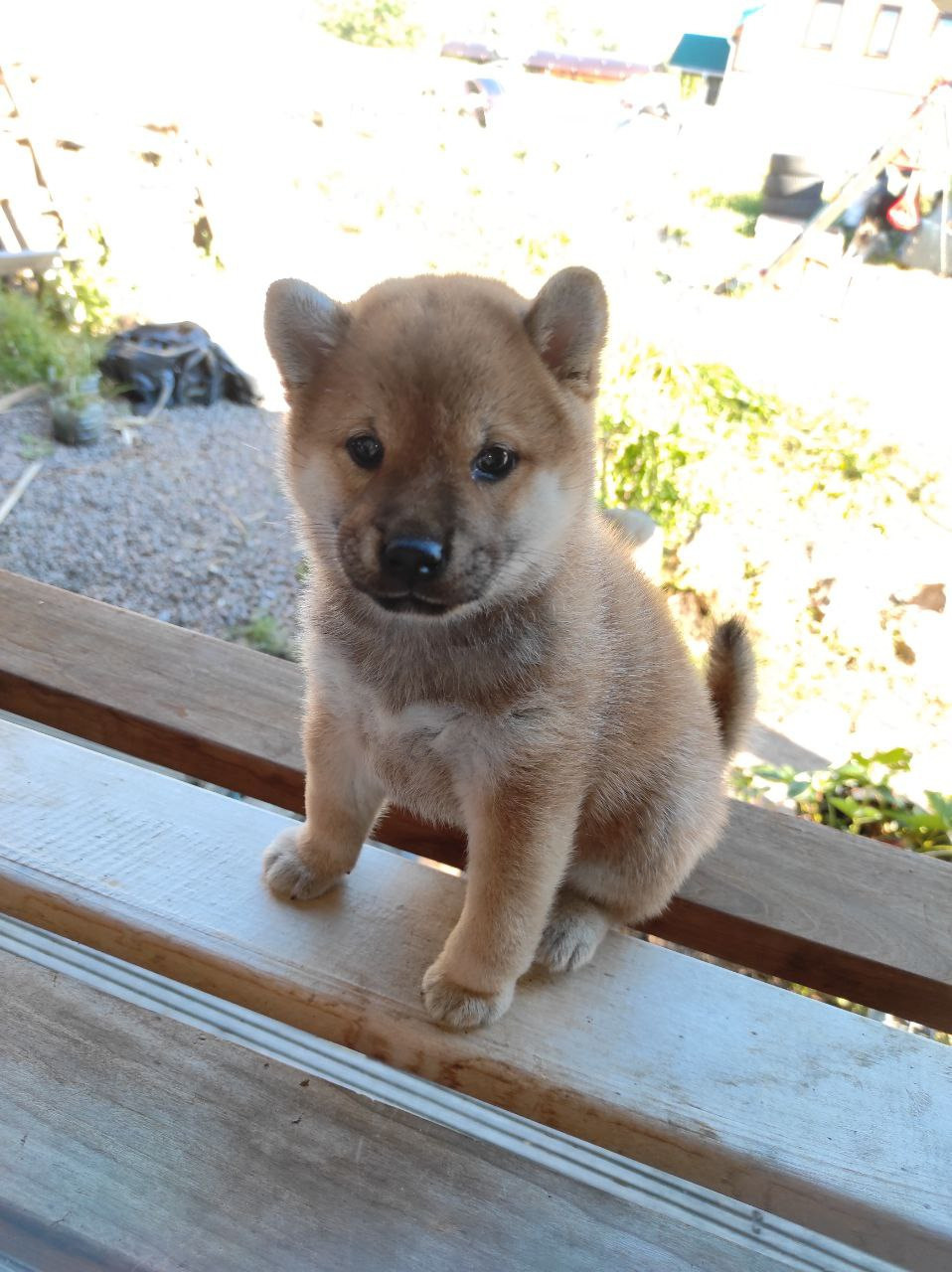 Сиба Rubylight Qiwi питомник Рубилайт 