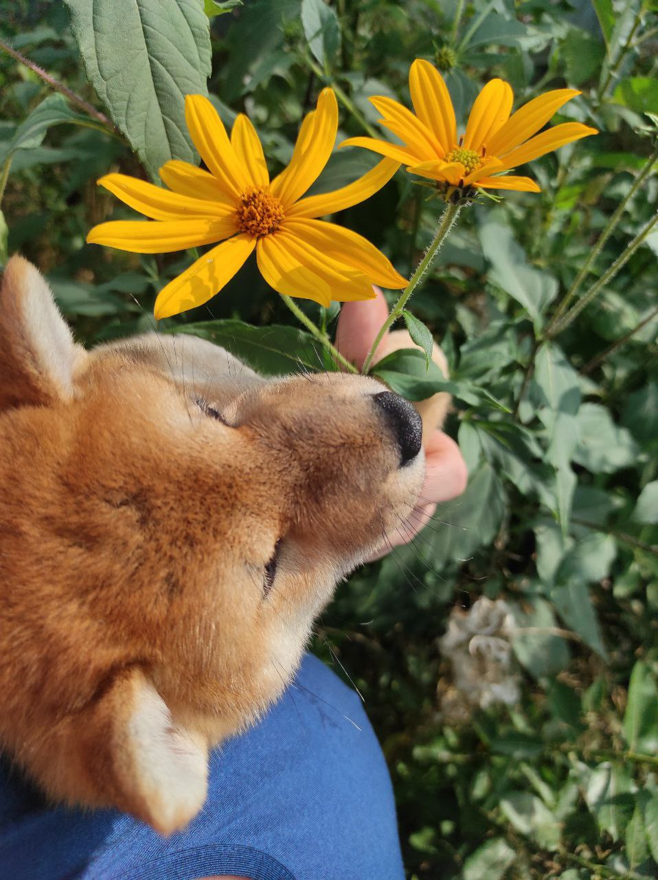 Сиба Rubylight Qiwi питомник Рубилайт 