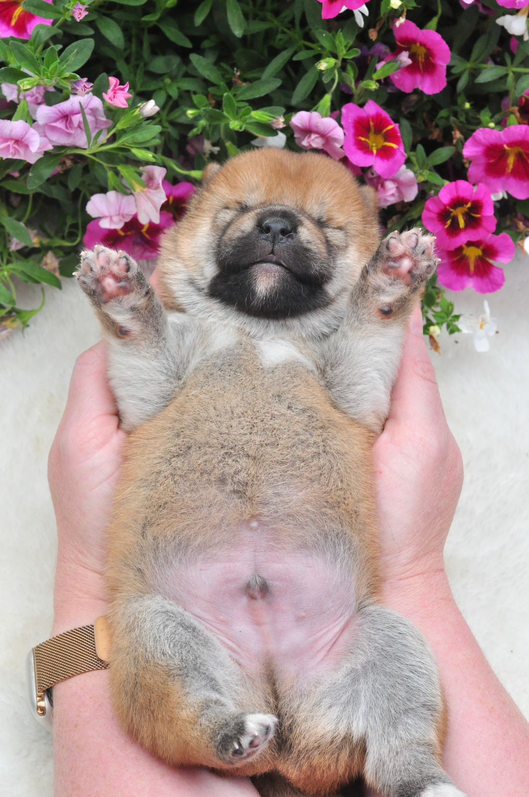 сиба питомник Рубилайт щенки на продажу rubylight  сиба щенки купить