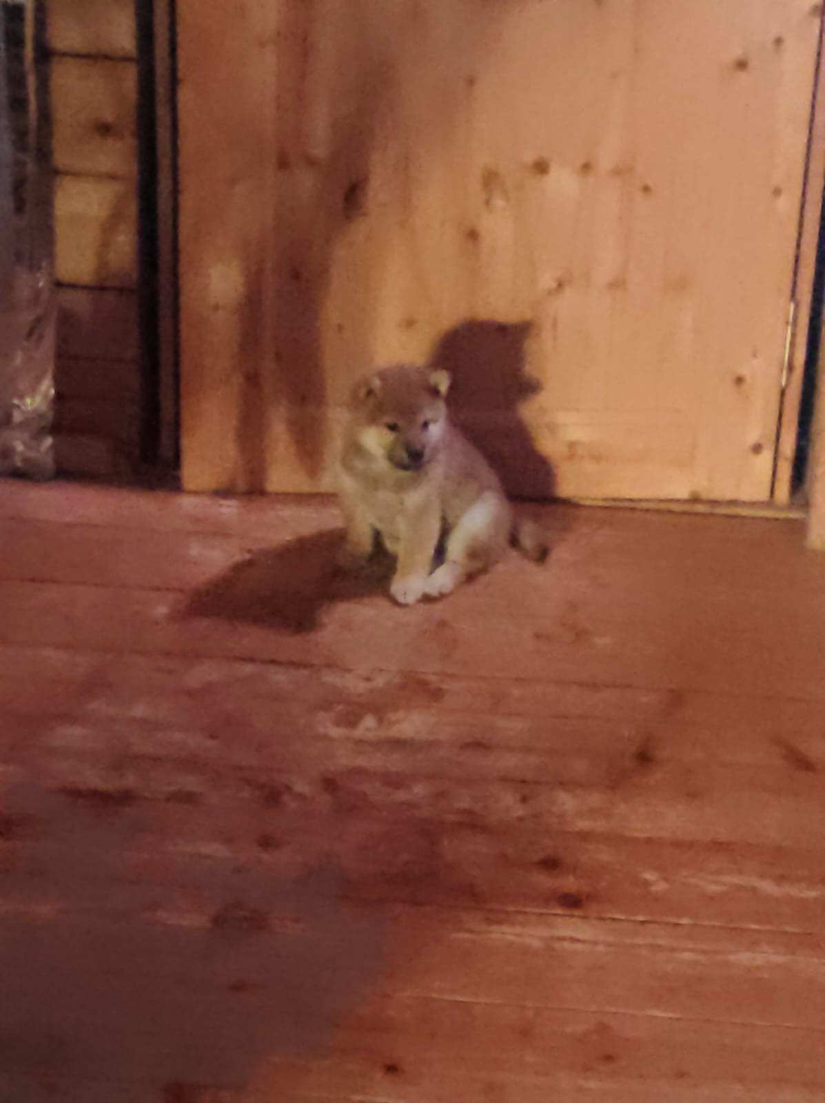 сиба питомник Рубилайт щенки на продажу rubylight  сиба щенки купить