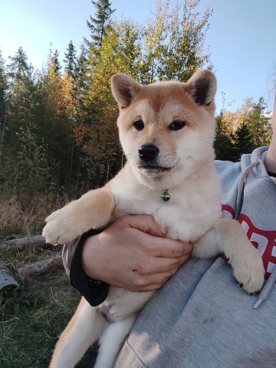 сиба питомник Рубилайт щенки на продажу rubylight  сиба щенки купить Шиба сиба-ину