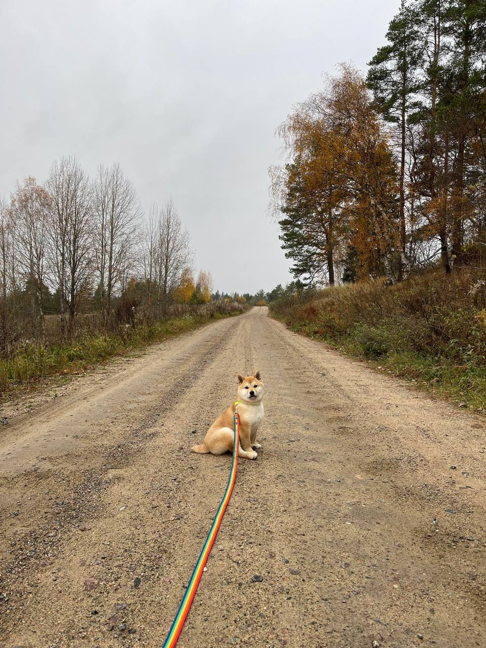сиба питомник Рубилайт щенки на продажу rubylight  сиба щенки купить Шиба сиба-ину
