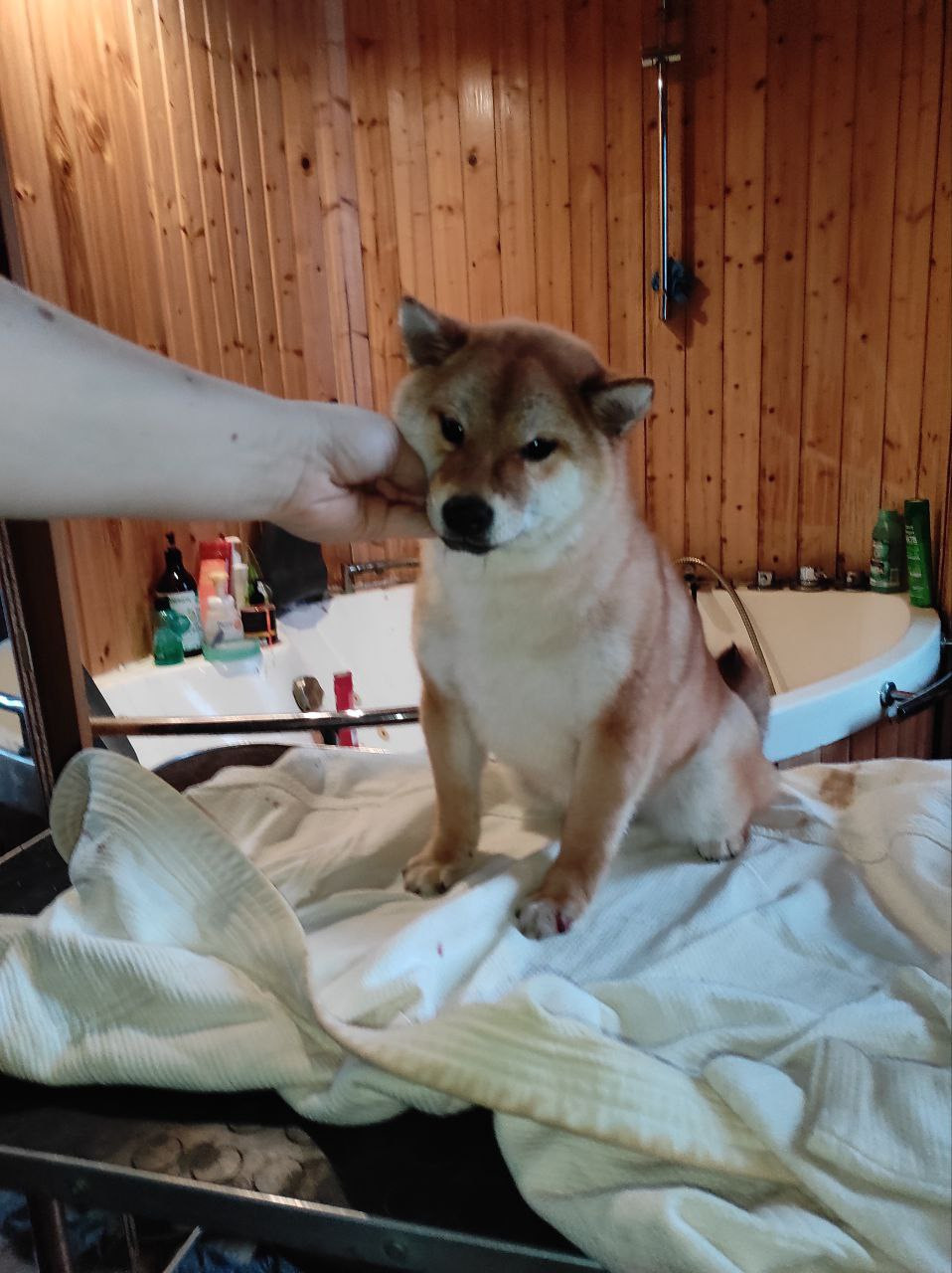 Сиба Rubylight Qiwi питомник Рубилайт 