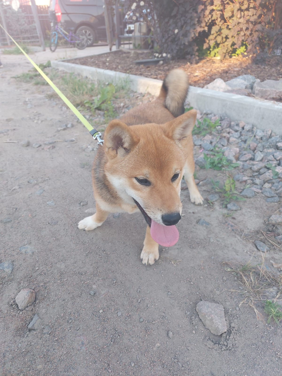 сиба питомник Рубилайт щенки на продажу rubylight  сиба щенки купить