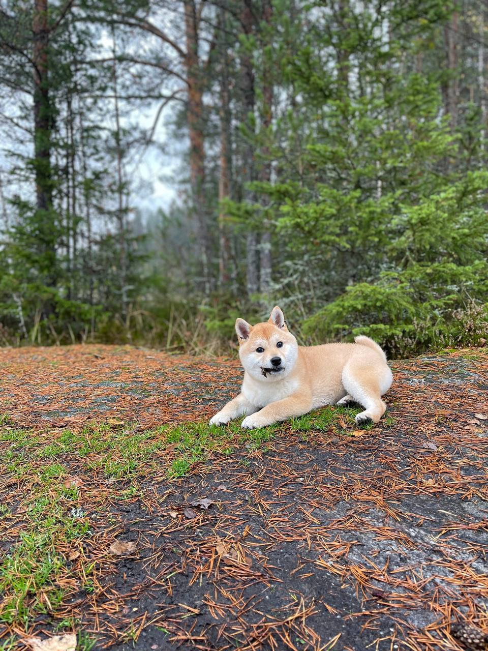 сиба питомник Рубилайт щенки на продажу rubylight  сиба щенки купить Шиба сиба-ину