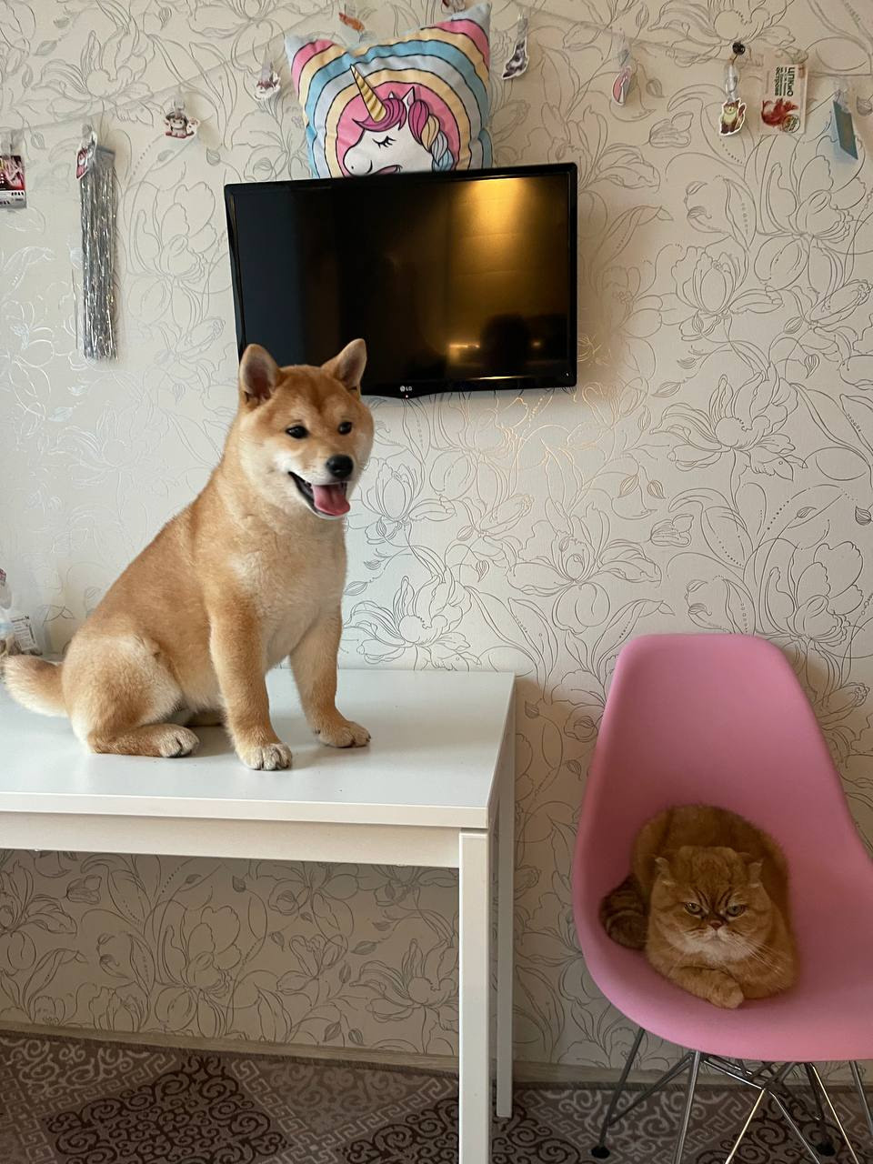 сиба питомник Рубилайт щенки на продажу rubylight  сиба щенки купить Шиба сиба-ину