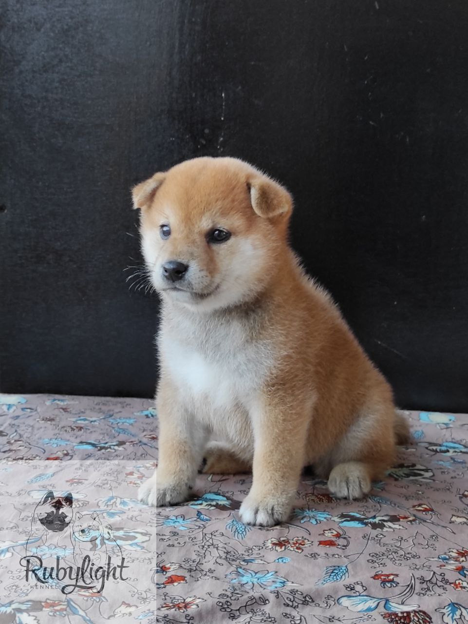 сиба питомник Рубилайт щенки на продажу rubylight  сиба щенки купить Шиба сиба-ину