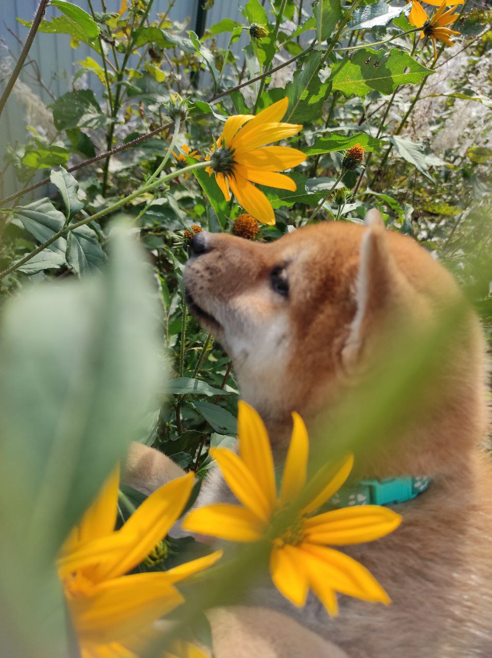 Сиба Rubylight Qiwi питомник Рубилайт 