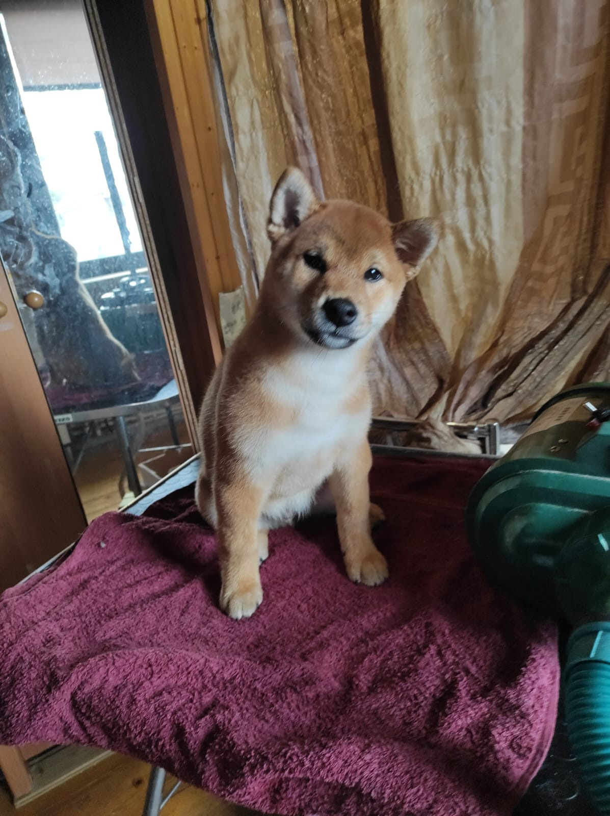 Сиба RUBYLIGHT Taddeus питомник Рубилайт 