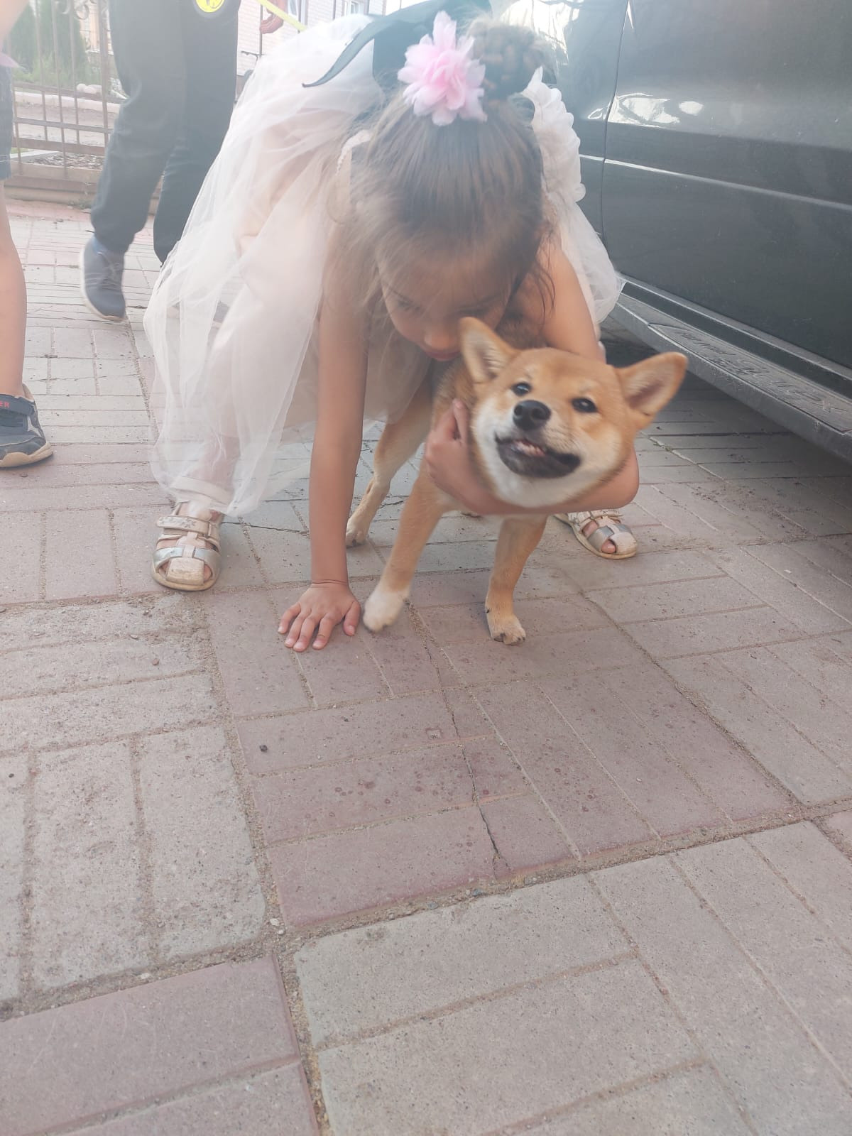 сиба питомник Рубилайт щенки на продажу rubylight  сиба щенки купить