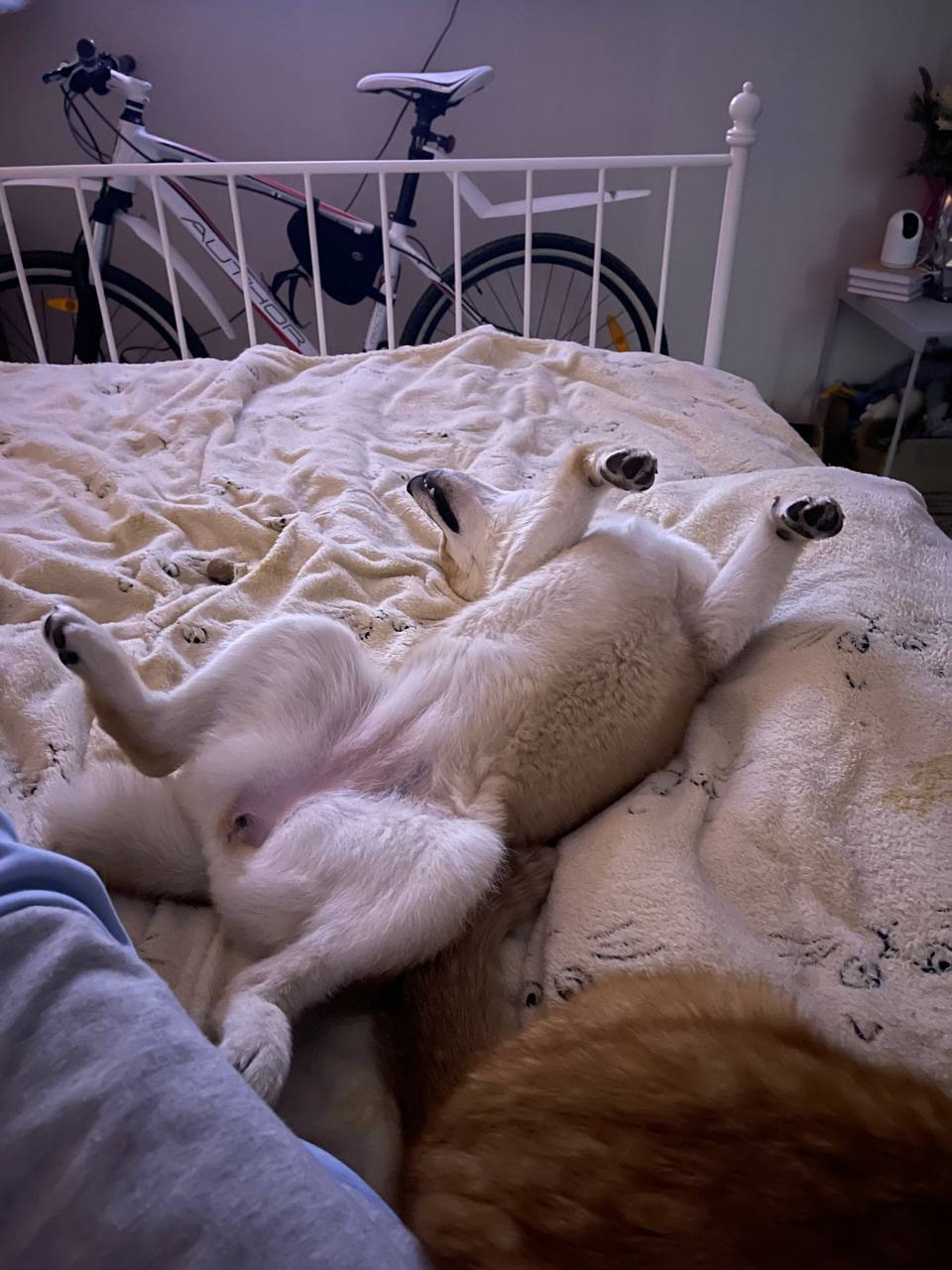 сиба питомник Рубилайт щенки на продажу rubylight  сиба щенки купить Шиба сиба-ину