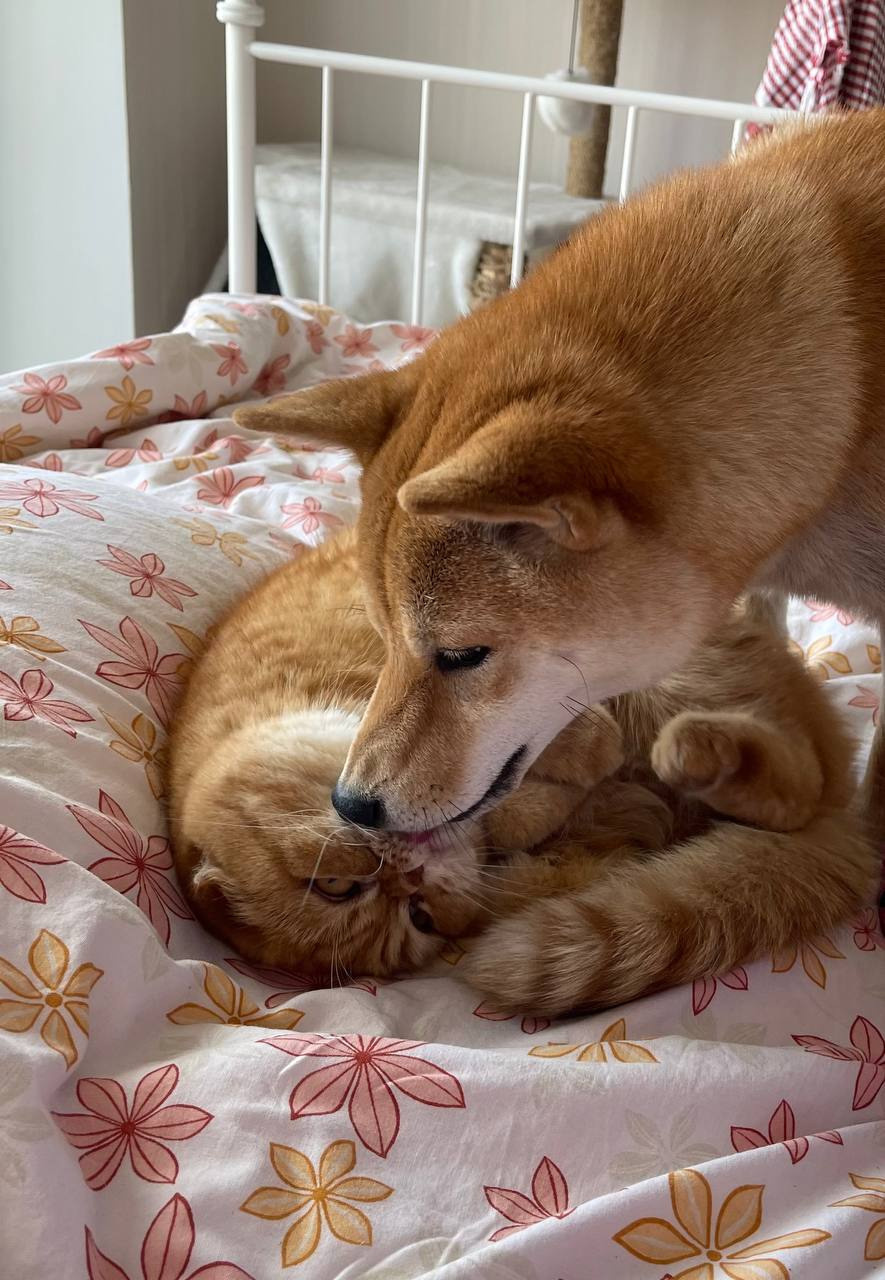 сиба питомник Рубилайт щенки на продажу rubylight  сиба щенки купить Шиба сиба-ину