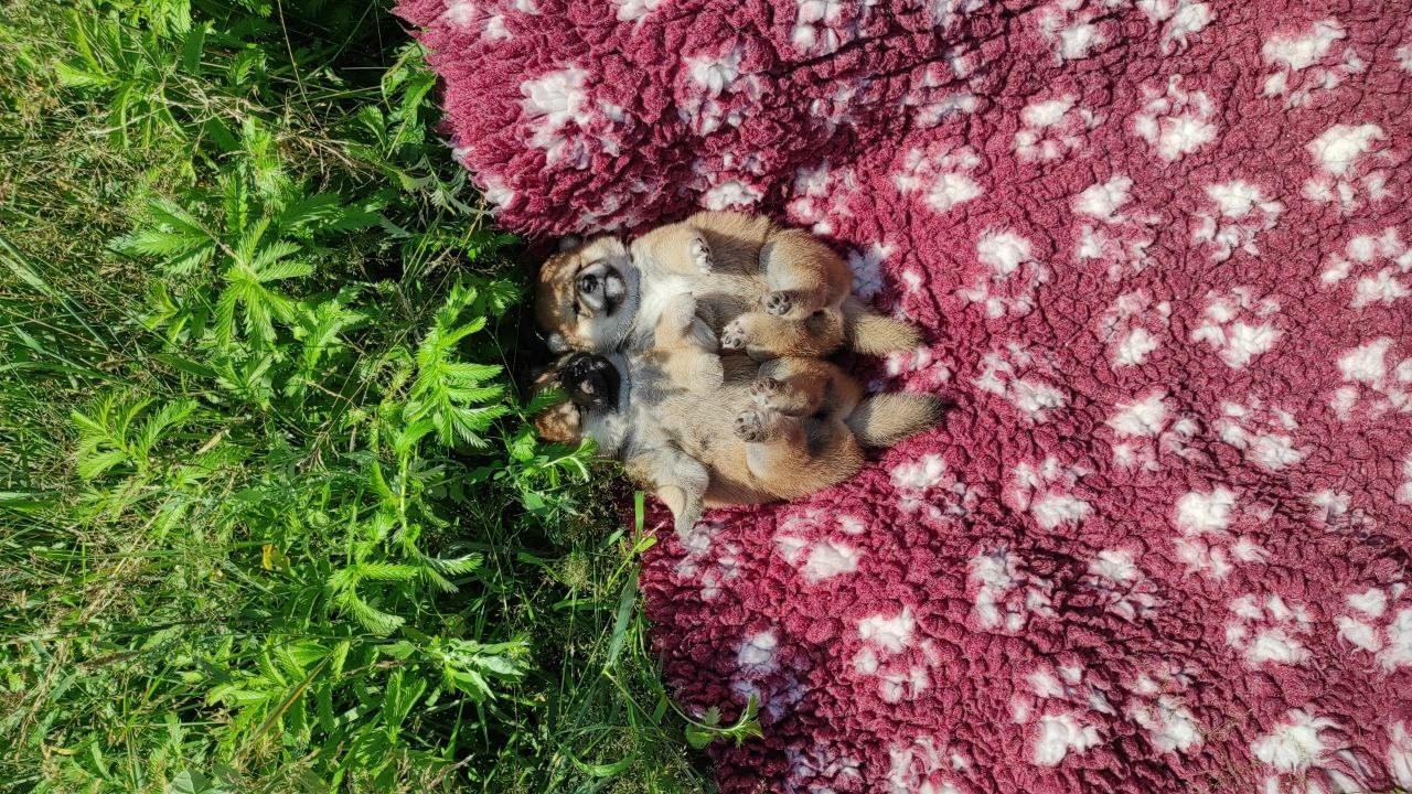 Сиба питомник Рубилайт помет Q