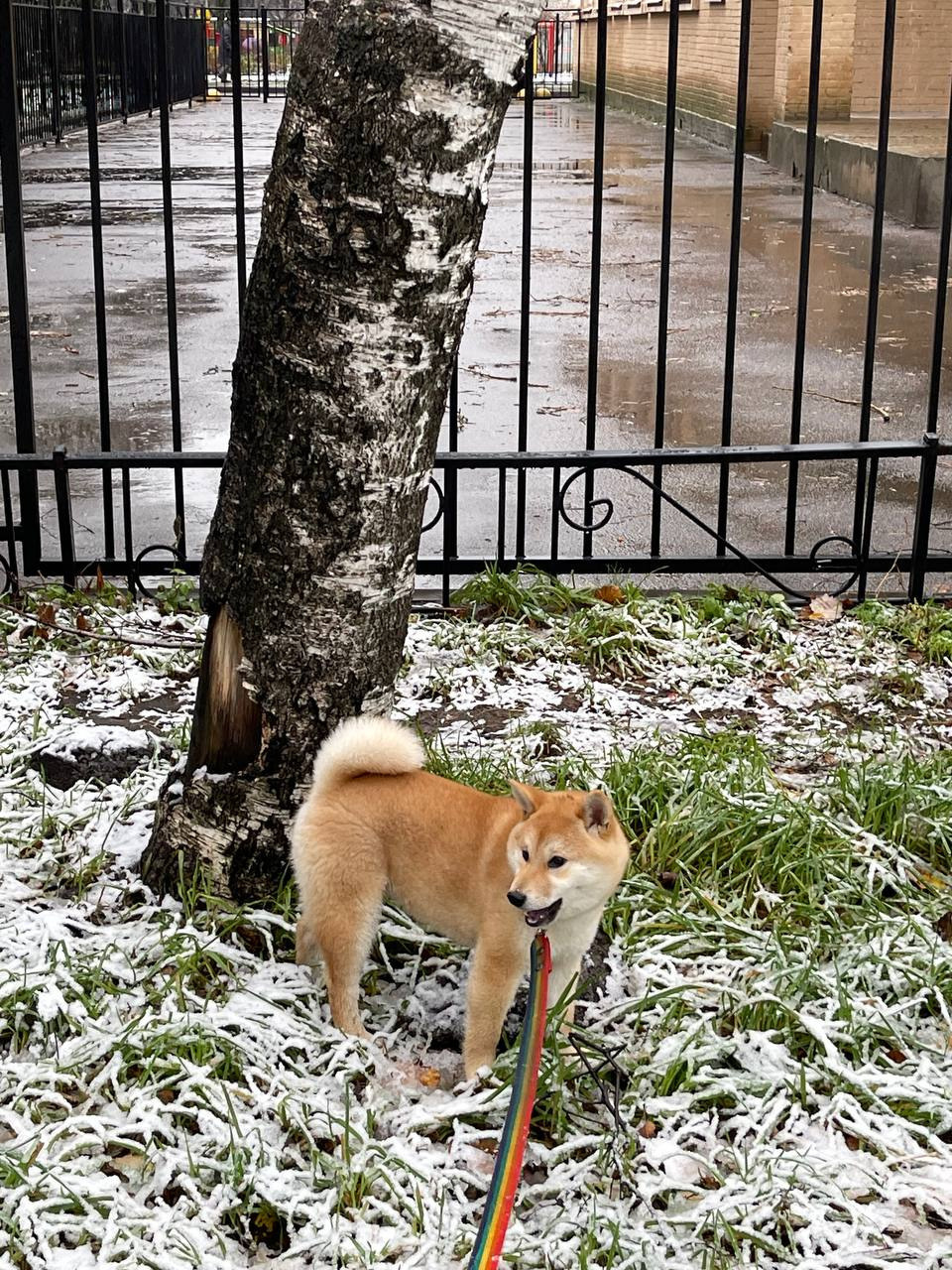 сиба питомник Рубилайт щенки на продажу rubylight  сиба щенки купить Шиба сиба-ину