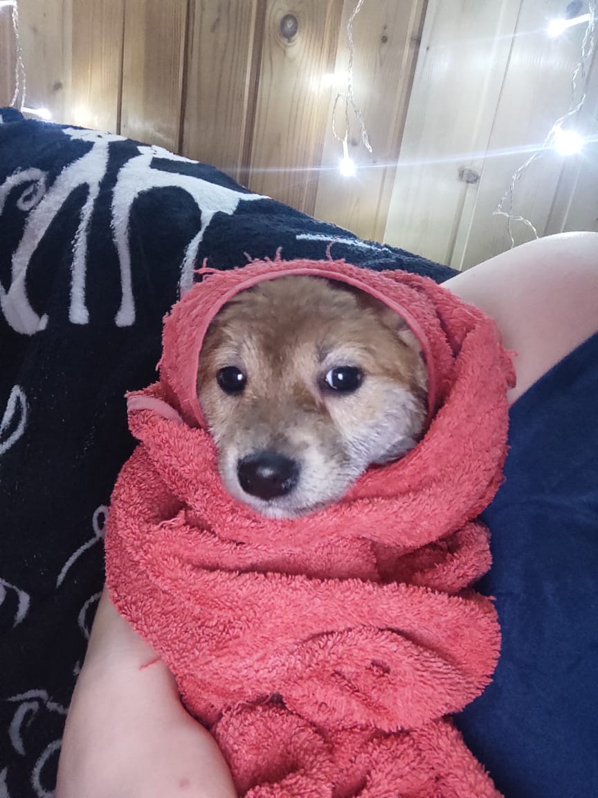 RUBYLIGHT Rika сиба питомник Рубилайт 