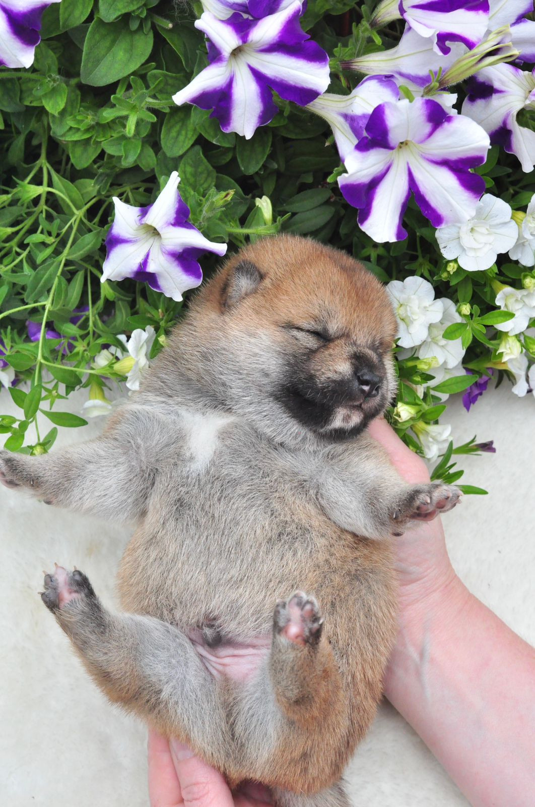 сиба питомник Рубилайт щенки на продажу rubylight  сиба щенки купить