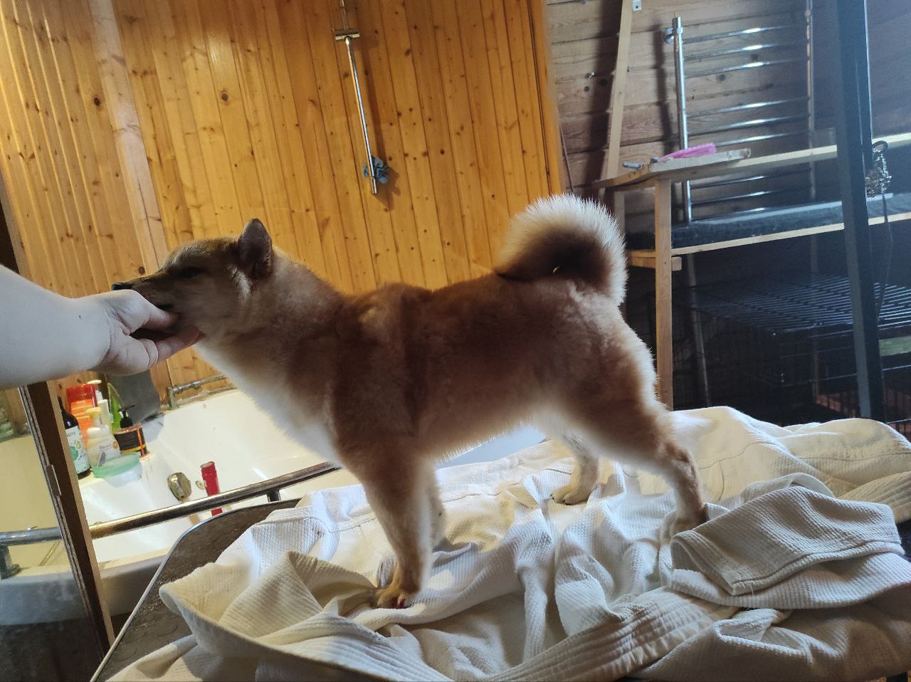 Сиба Rubylight Qiwi питомник Рубилайт 