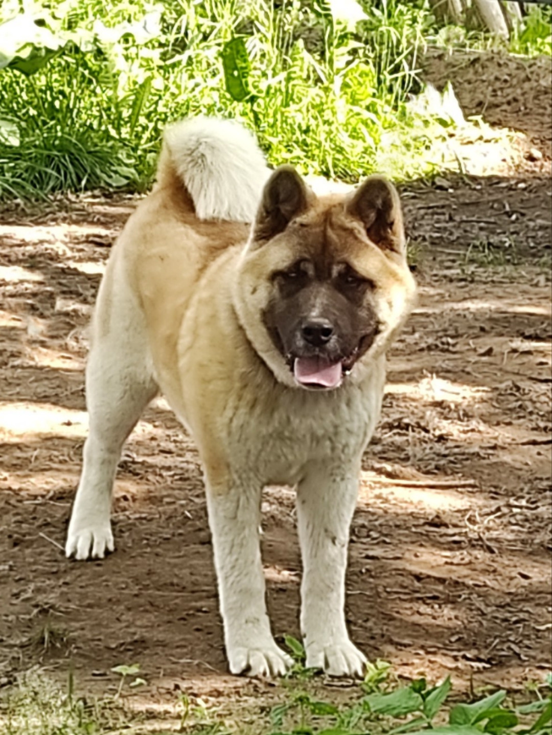 щенки Акита американская купить санкт-петербург питомник RUBYLIGHT BIYA & Dilinze's Hause Orion