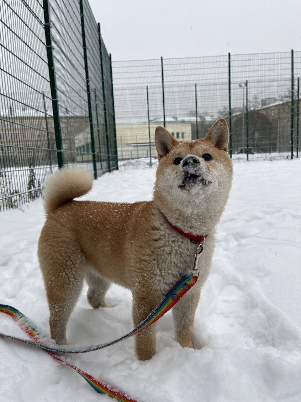 сиба питомник Рубилайт щенки на продажу rubylight  сиба щенки купить Шиба сиба-ину