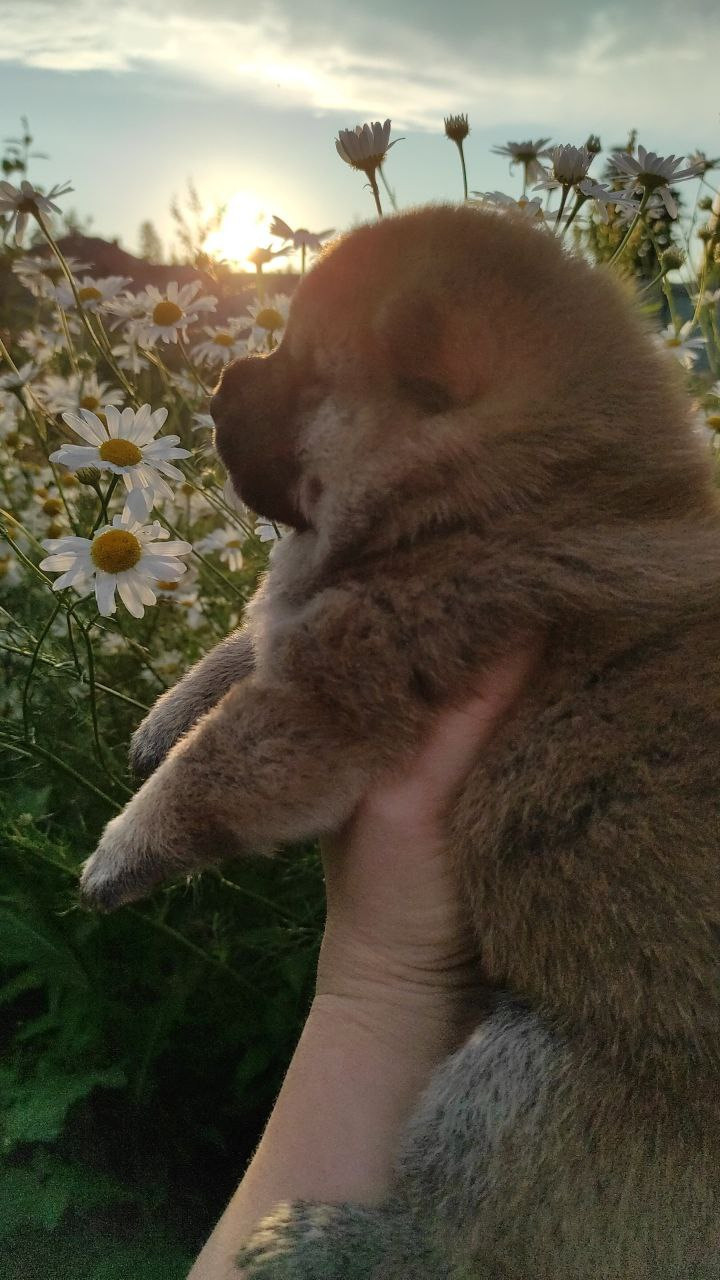 Сиба Rubylight Qiwi питомник Рубилайт 