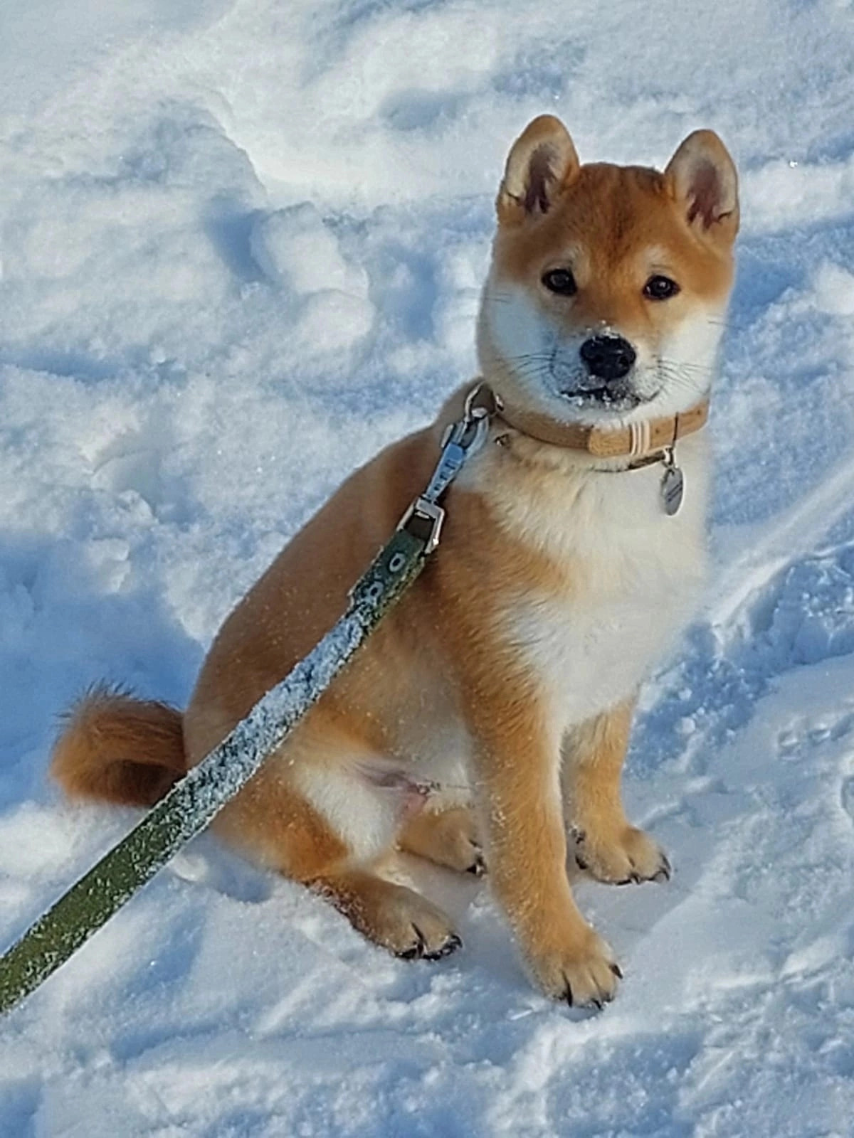 RUBYLIGHT Riki tiki tavi сиба питомник Рубилайт