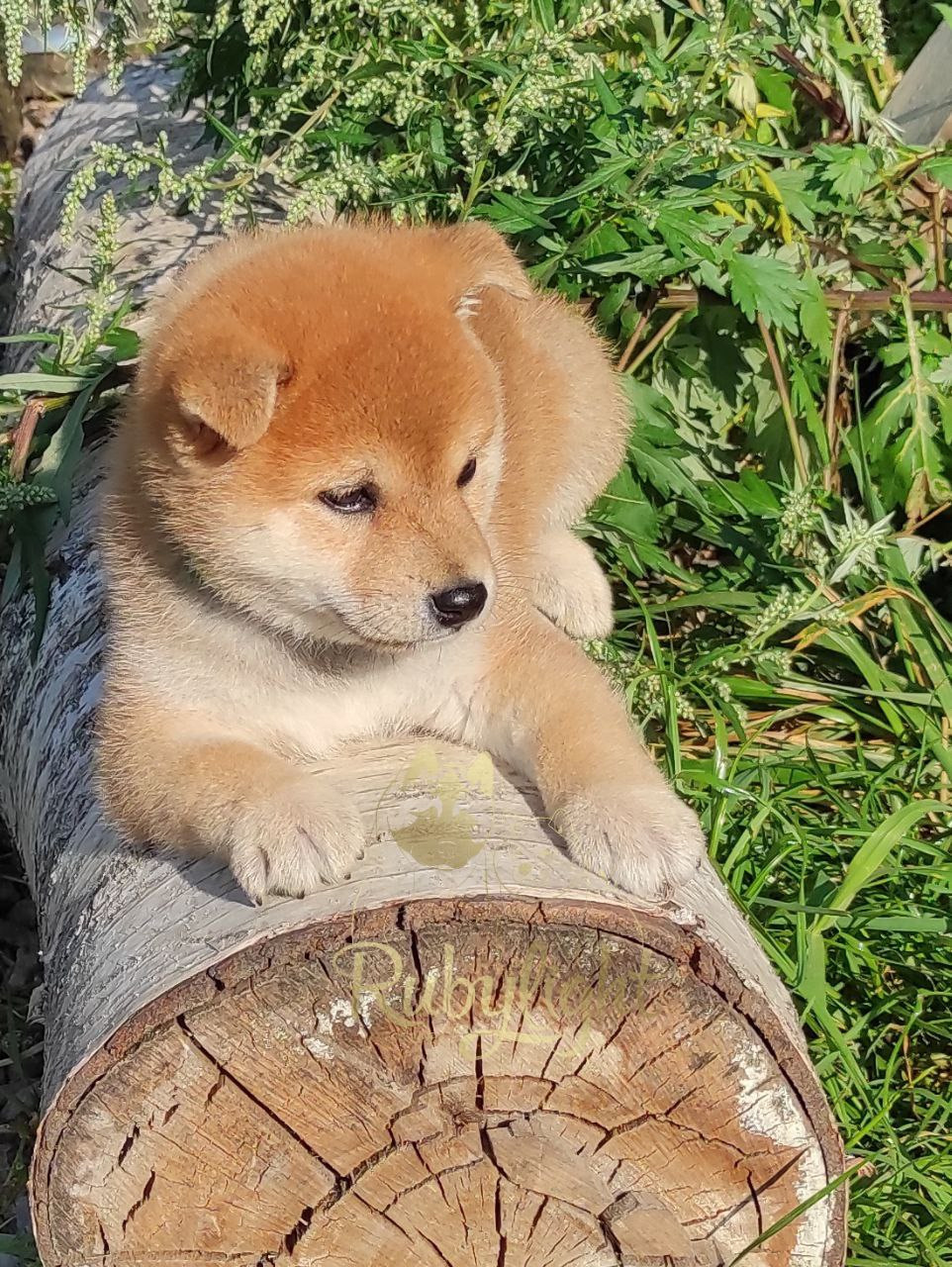 сиба питомник Рубилайт щенки на продажу rubylight  сиба щенки купить Шиба сиба-ину