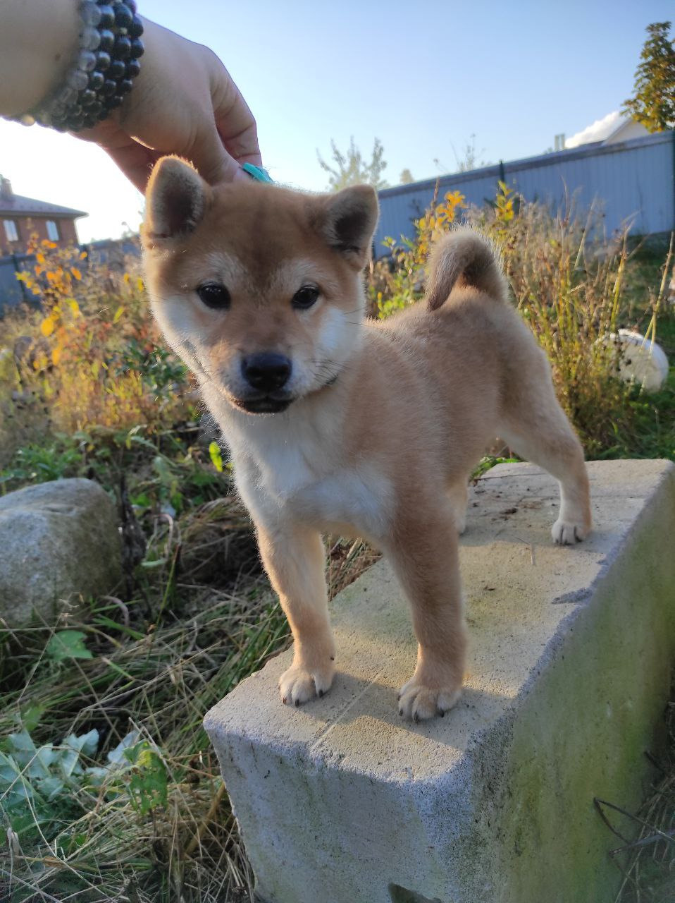 Сиба Rubylight Qiwi питомник Рубилайт 