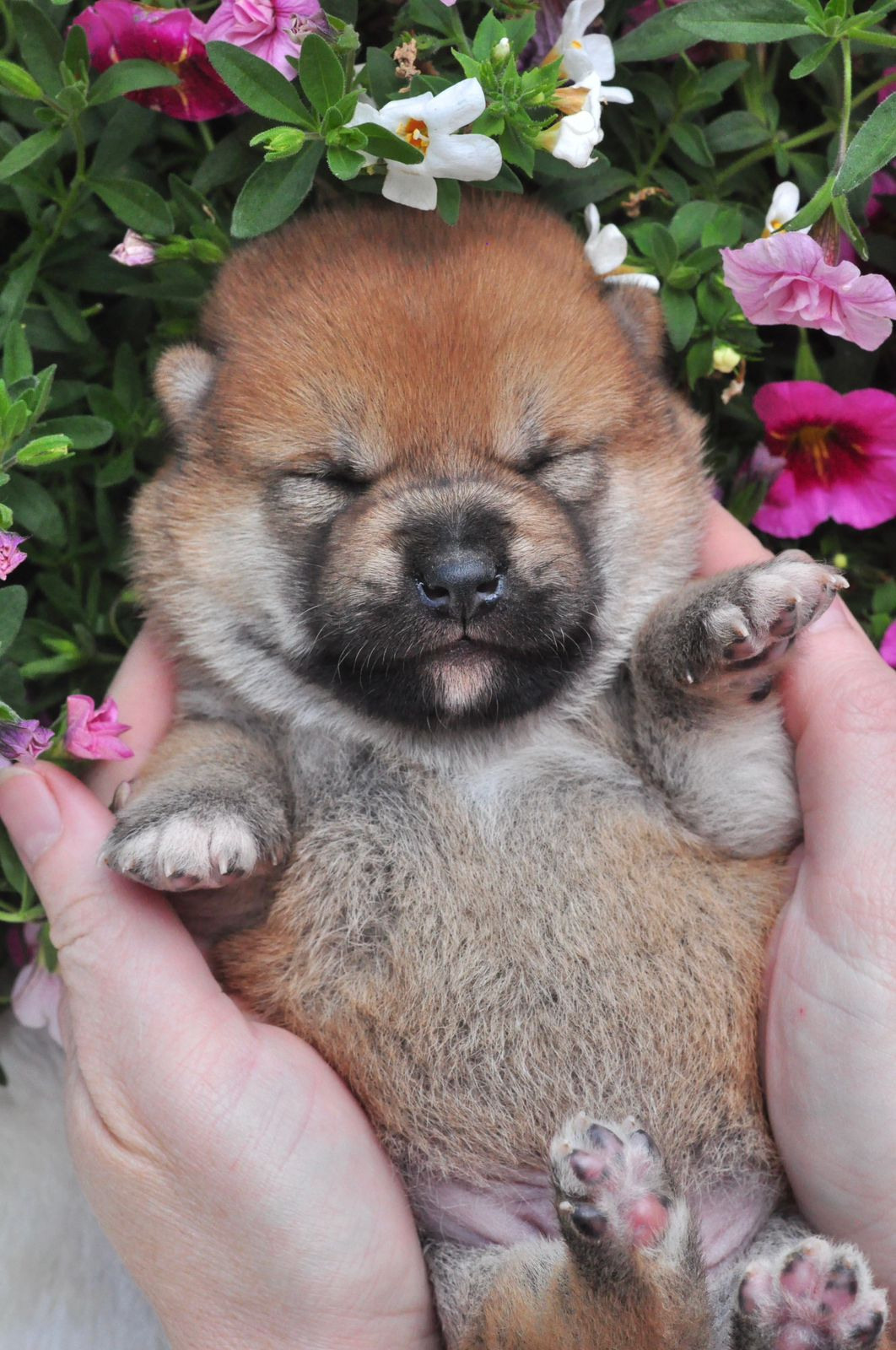 сиба питомник Рубилайт щенки на продажу rubylight  сиба щенки купить