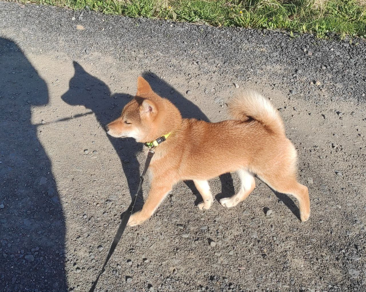 Rubylight Chester сиба питомник Рубилайт 