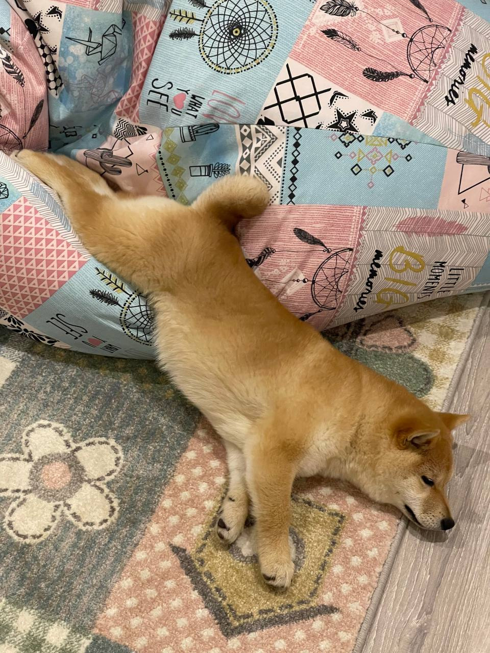 сиба питомник Рубилайт щенки на продажу rubylight  сиба щенки купить Шиба сиба-ину