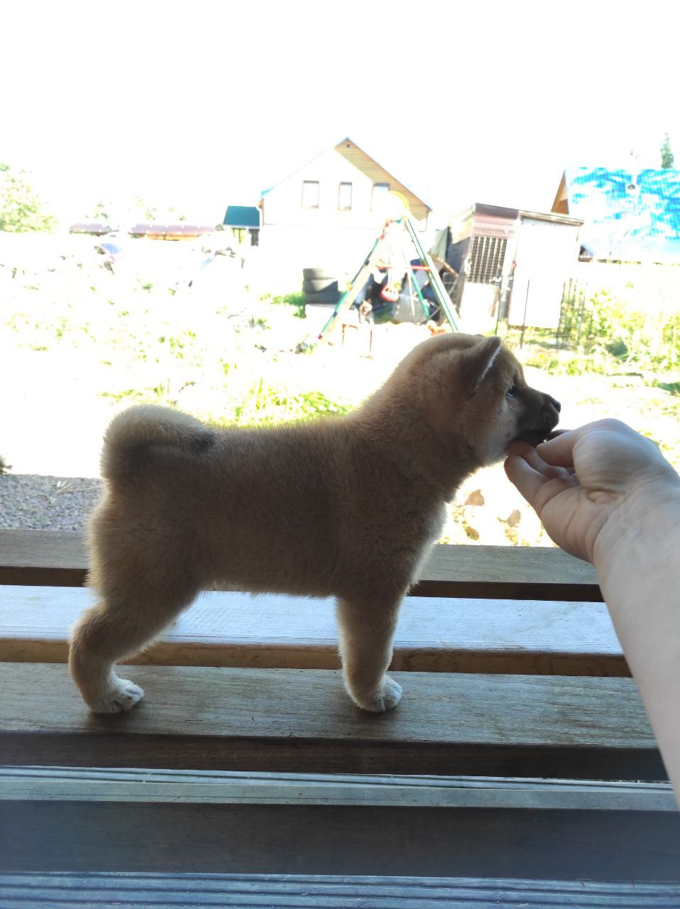 Сиба Rubylight Qiwi питомник Рубилайт 