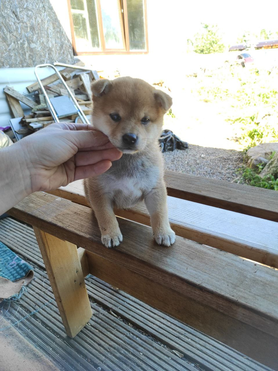 сиба питомник Рубилайт щенки на продажу rubylight  сиба щенки купить Шиба сиба-ину