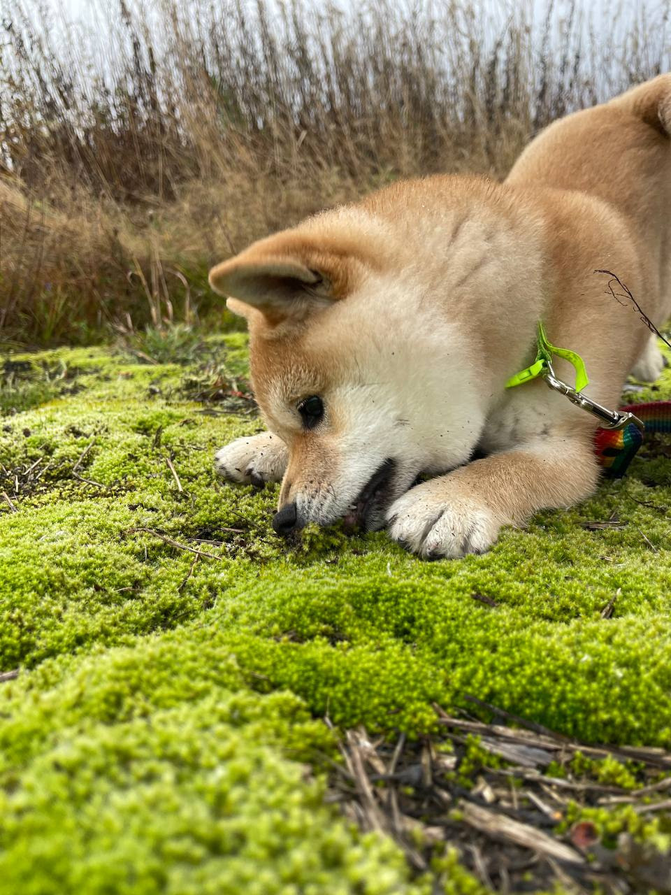 сиба питомник Рубилайт щенки на продажу rubylight  сиба щенки купить Шиба сиба-ину