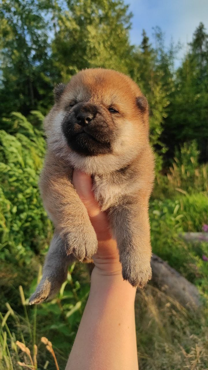 Сиба Rubylight Qiwi питомник Рубилайт 