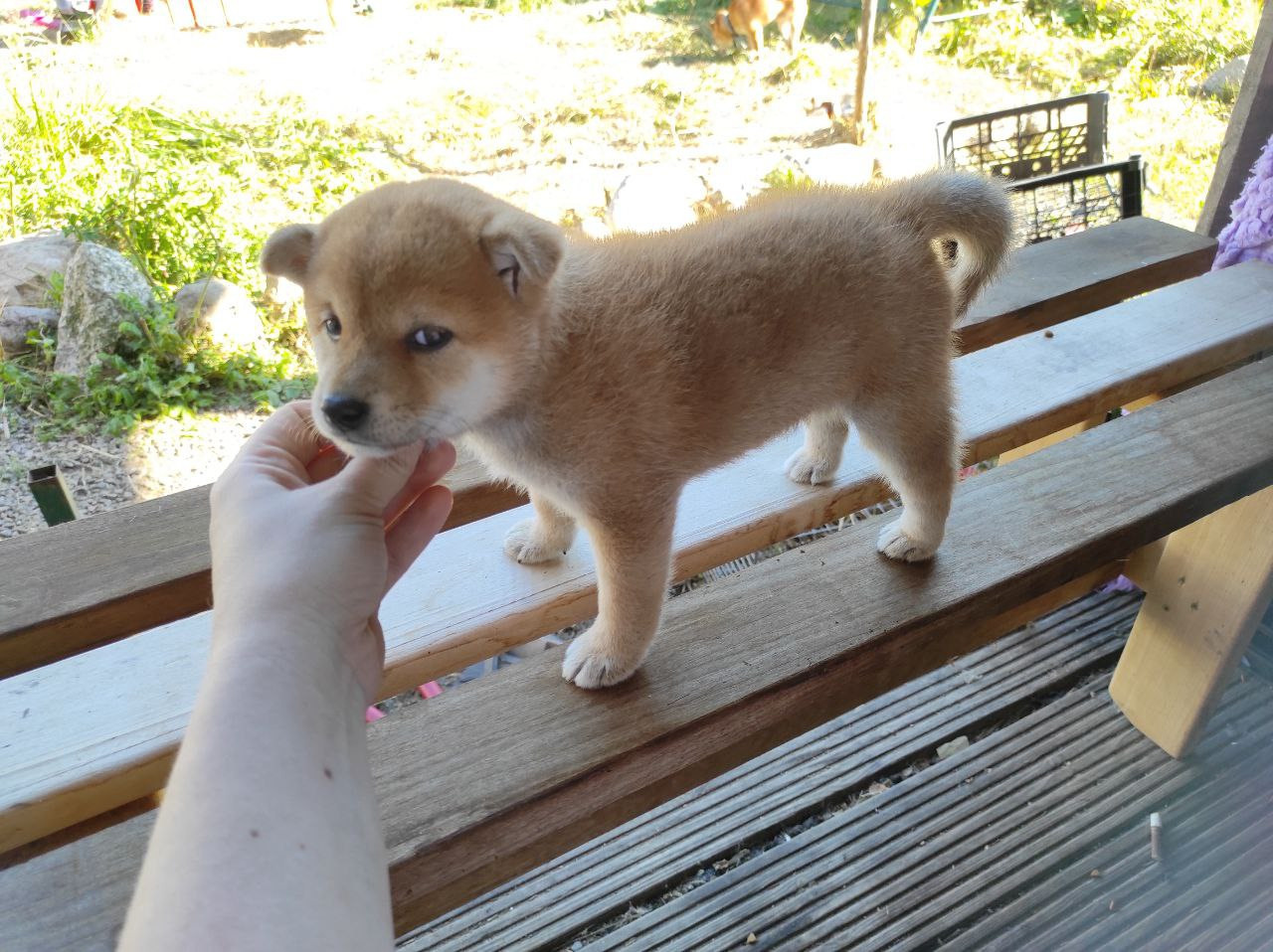 сиба питомник Рубилайт щенки на продажу rubylight  сиба щенки купить Шиба сиба-ину