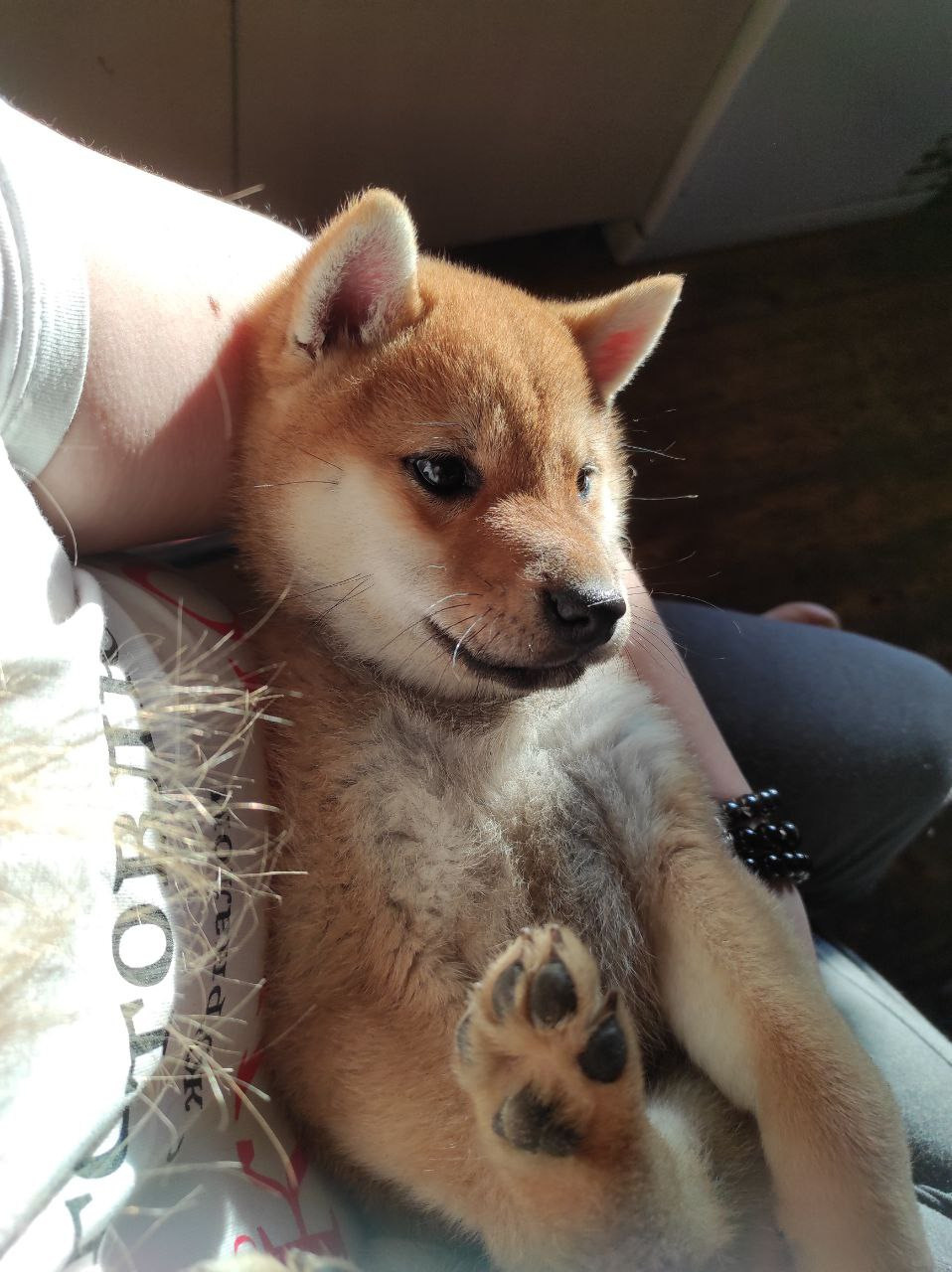 Сиба Rubylight Qiwi питомник Рубилайт 