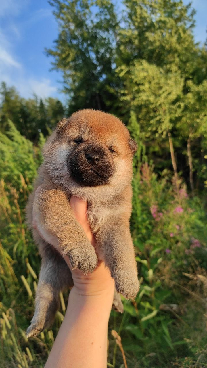 Сиба Rubylight Qiwi питомник Рубилайт 