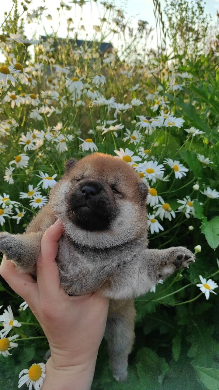 Сиба Rubylight Qiwi питомник Рубилайт 