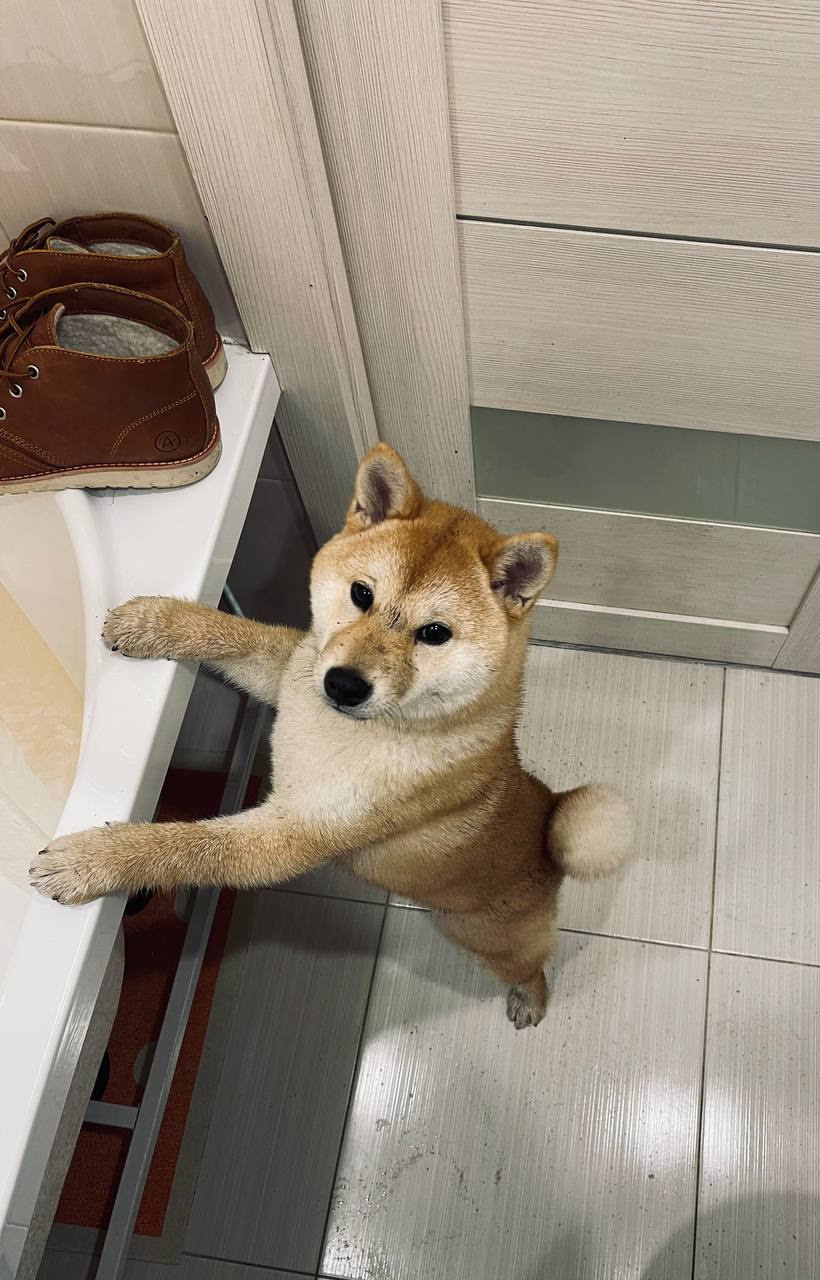 сиба питомник Рубилайт щенки на продажу rubylight  сиба щенки купить Шиба сиба-ину