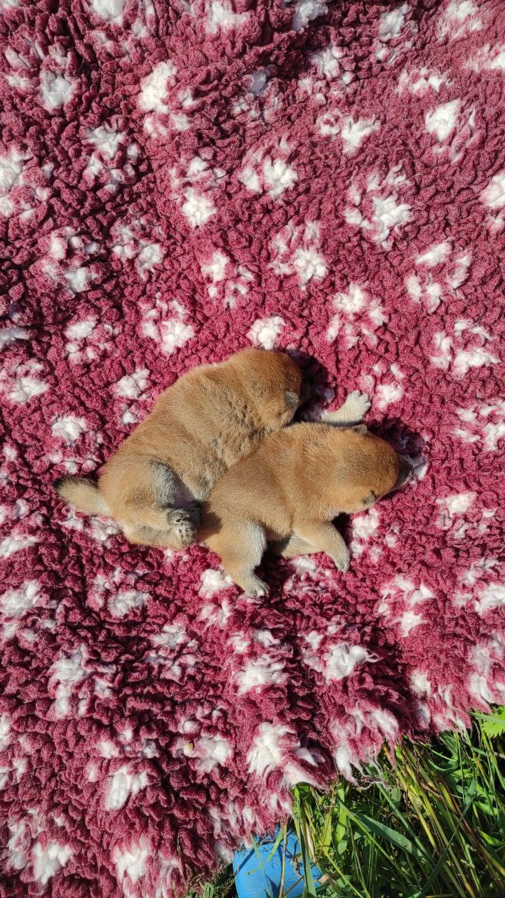 Сиба питомник Рубилайт помет Q