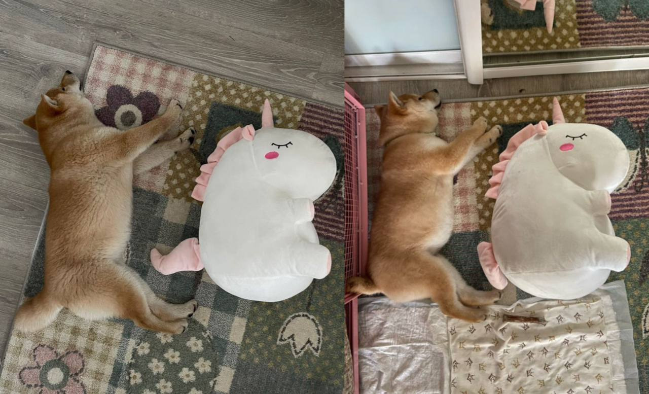 сиба питомник Рубилайт щенки на продажу rubylight  сиба щенки купить Шиба сиба-ину