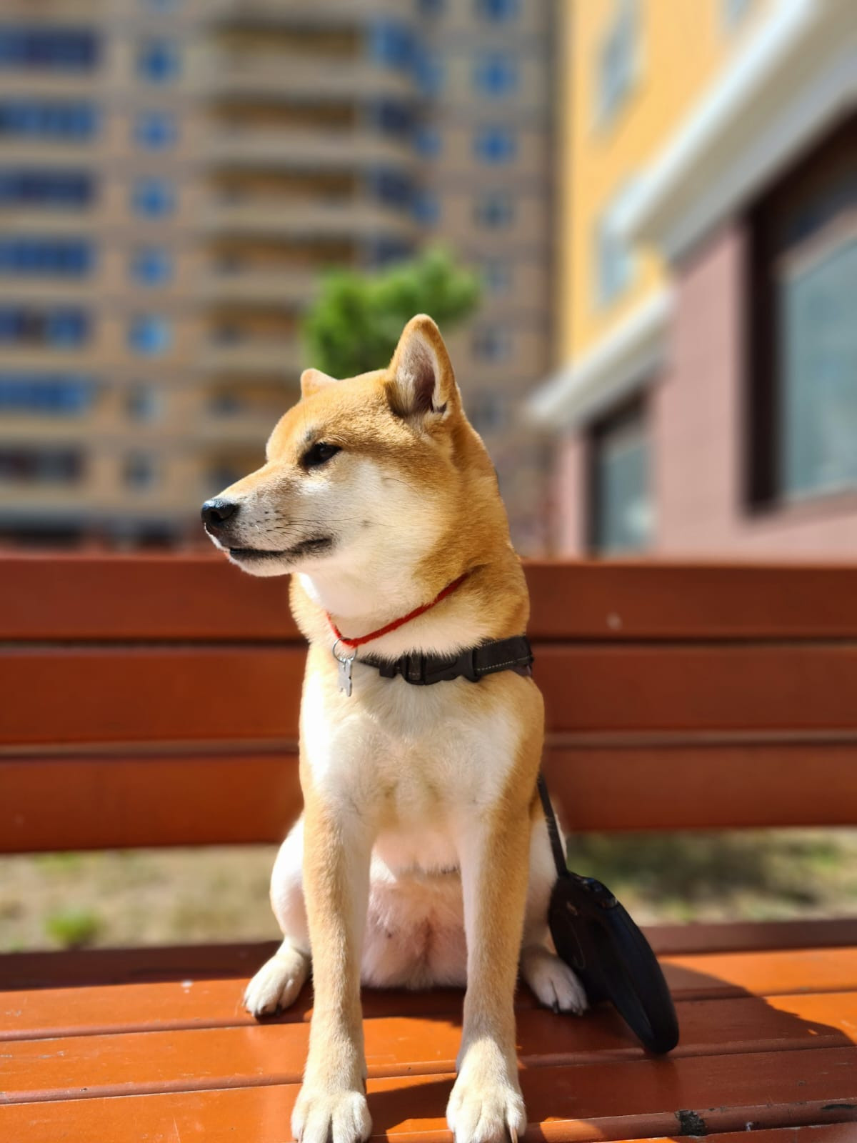 RUBYLIGHT DOLL * Долька (Отец: Хиро * HANDZIMEMESITE HIRO , Мать: Дэва * ZOLOTO PARTII DEVANA GODDESS OF HUNT) сиба