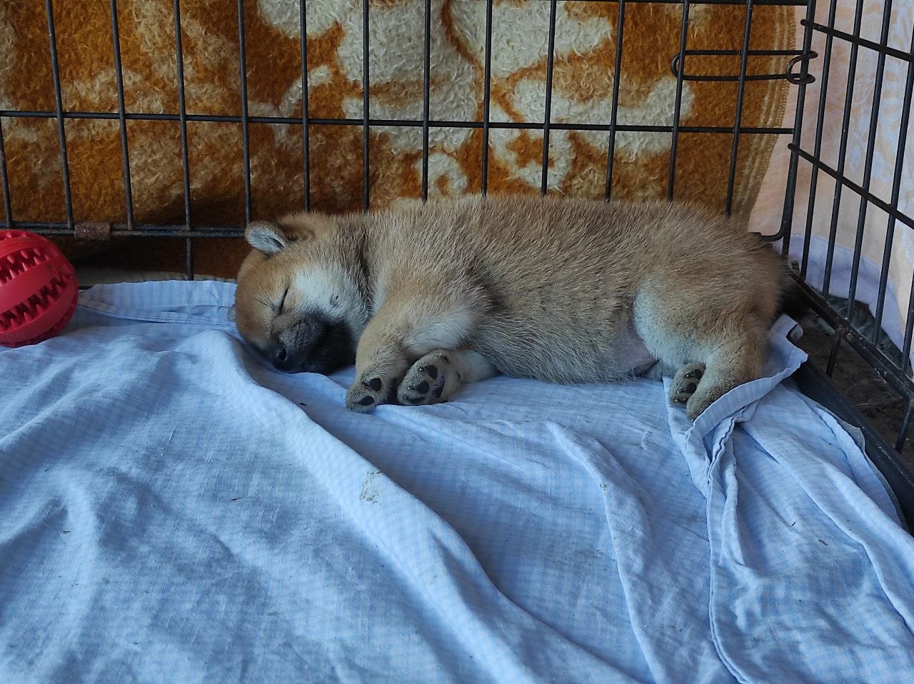 Сиба Rubylight Qiwi питомник Рубилайт 