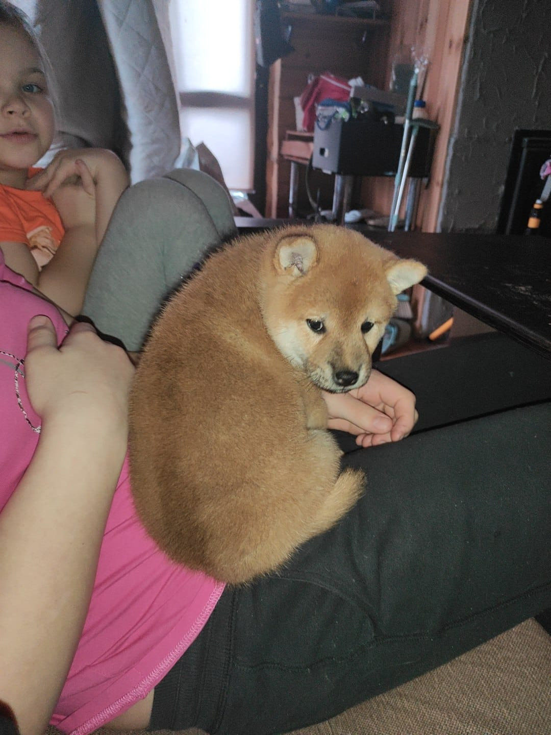 сиба питомник Рубилайт щенки на продажу rubylight  сиба щенки купить