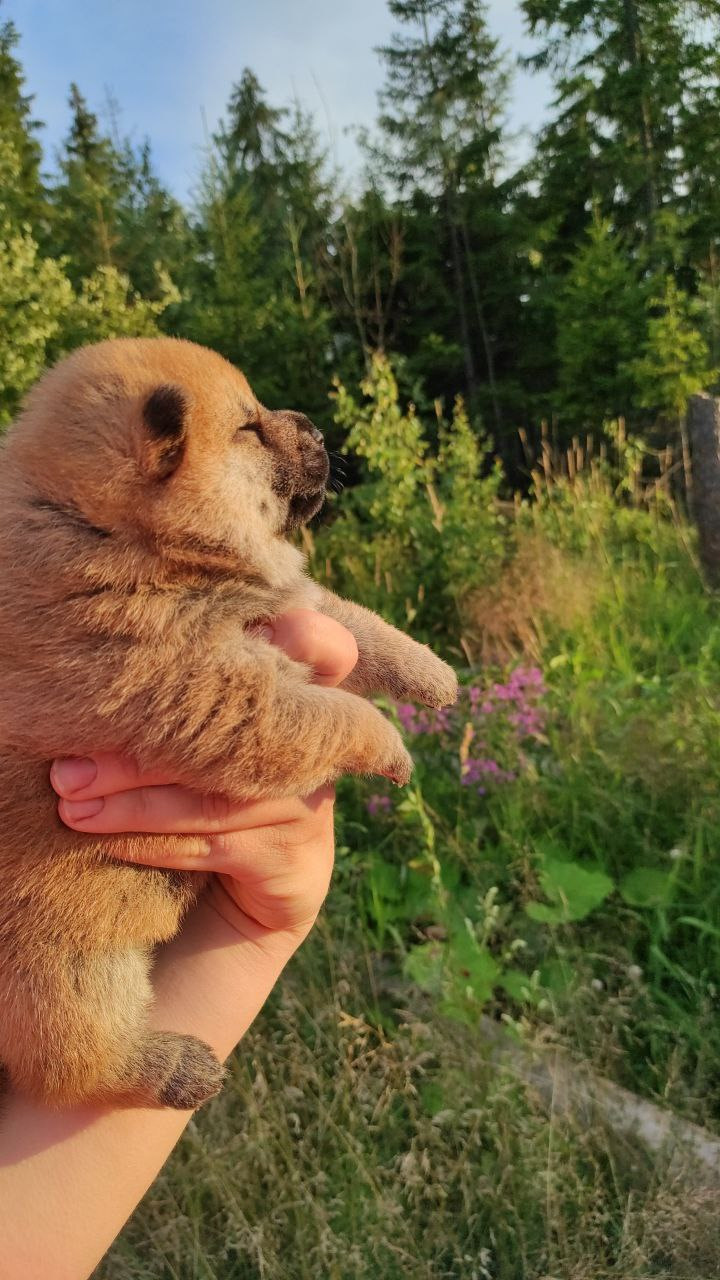 Сиба Rubylight Qiwi питомник Рубилайт 